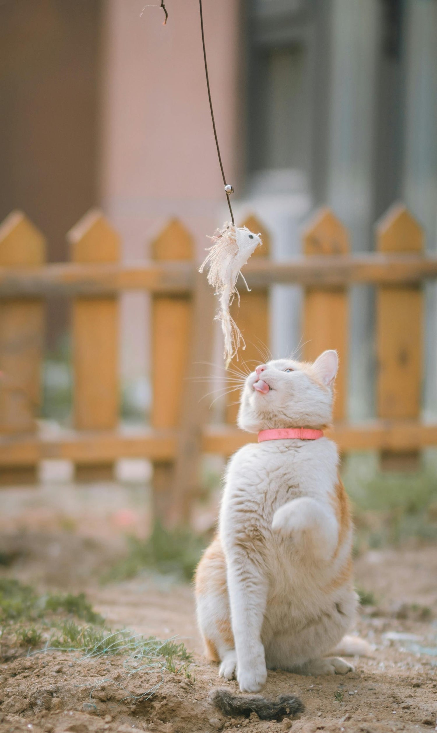 CAT TOYS